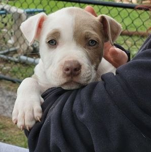 Meet your Posher, Karisma